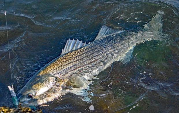 Herring Run Bourne Luaran gambar